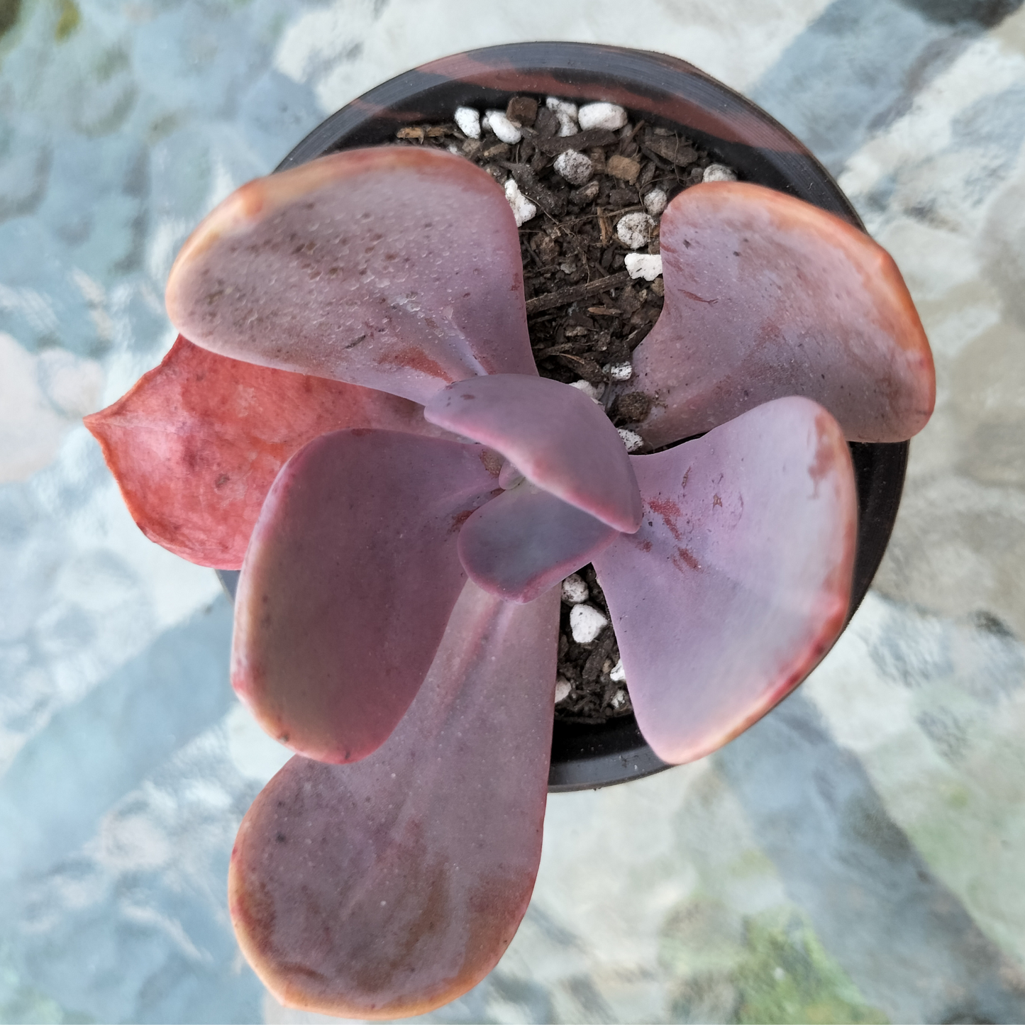 Pachyveria 'Violescens' (aka. Pachyveria Myrtilla)