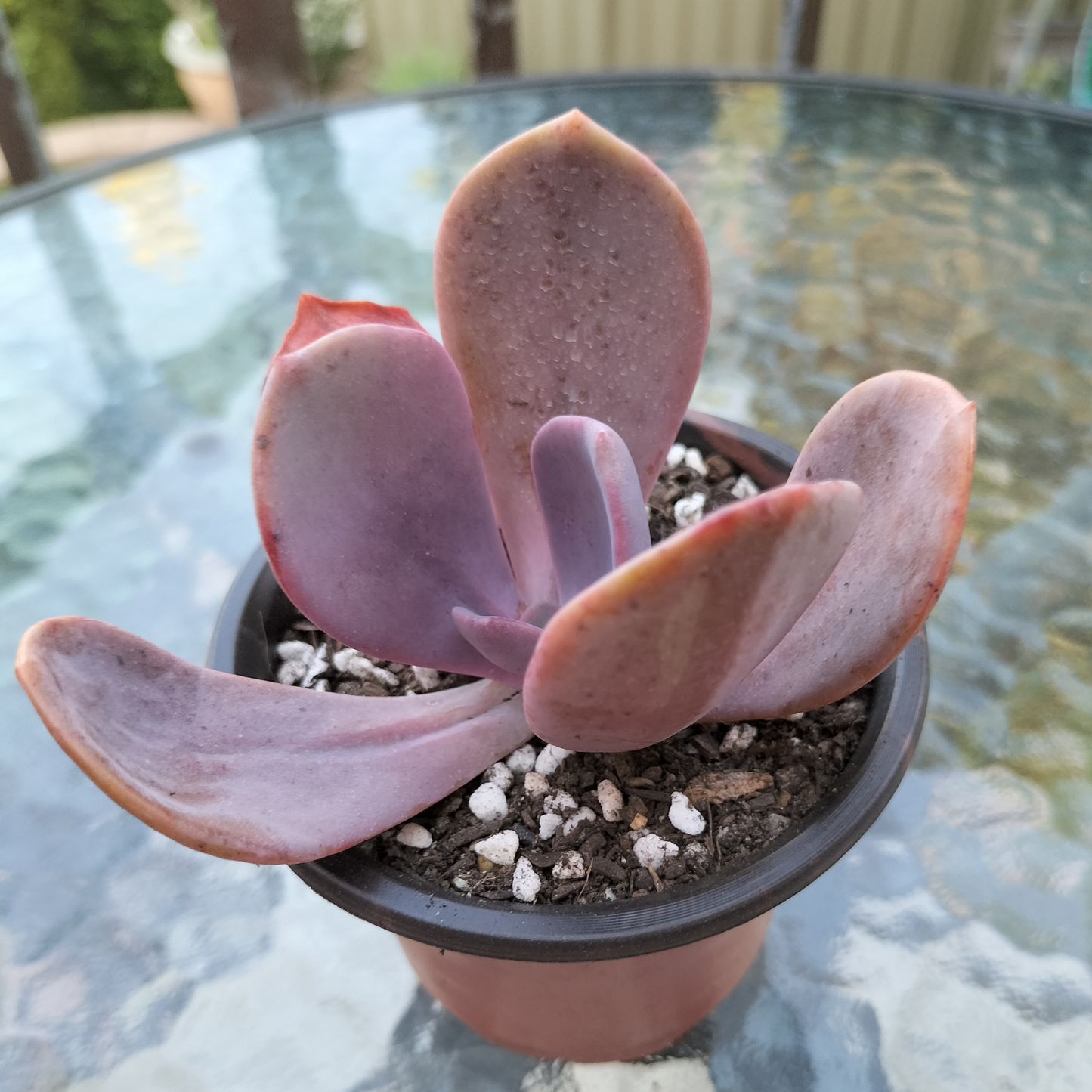 Pachyveria 'Violescens' (aka. Pachyveria Myrtilla)