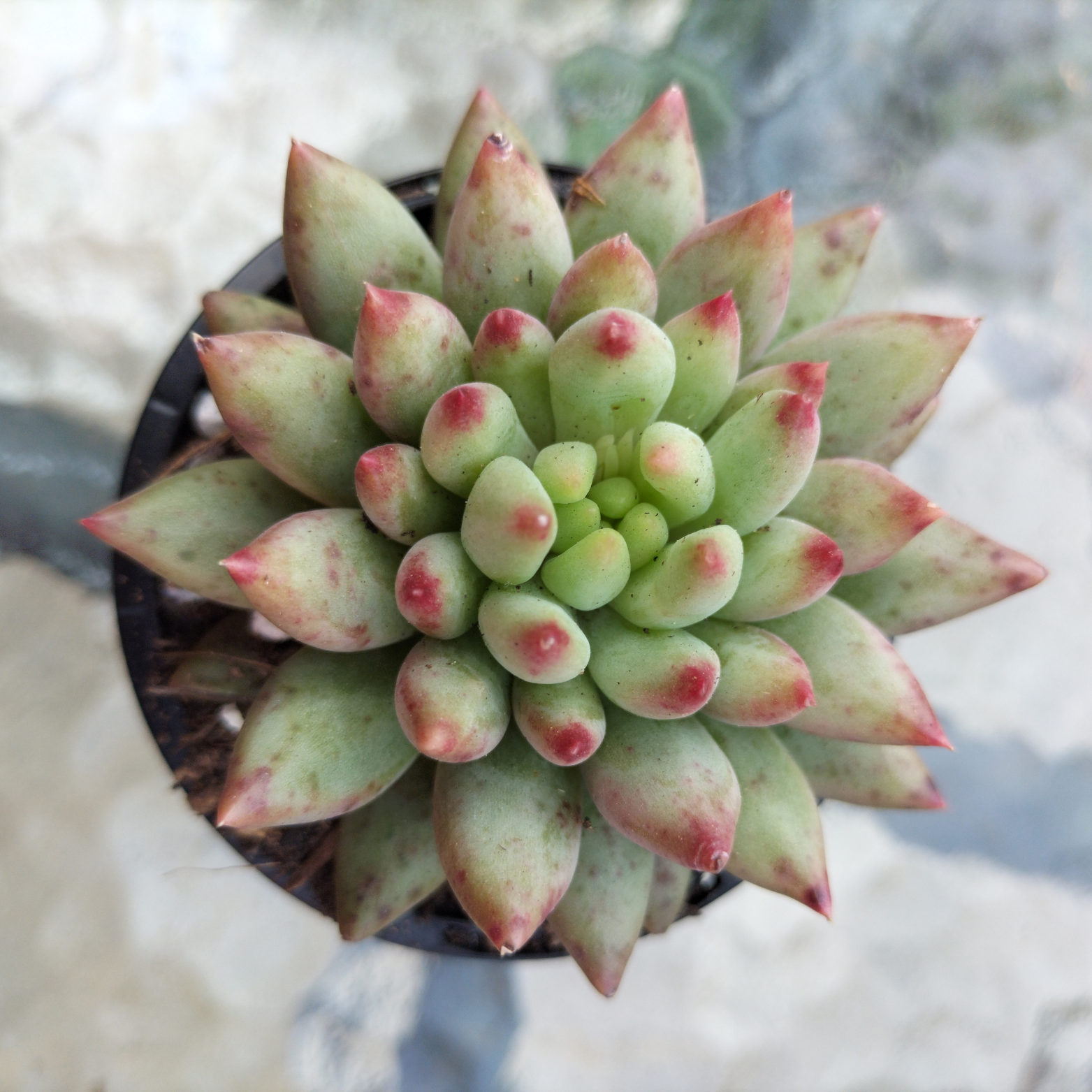 succulent plant in korean Echeveria 'Yeonji' Korean Form – EmuPlainsSucculents