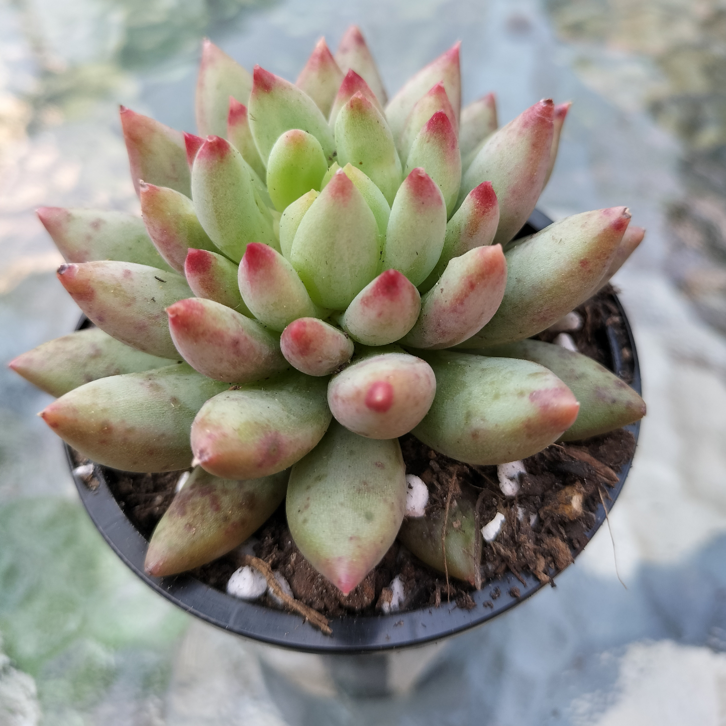 Echeveria 'Yeonji' Korean Form