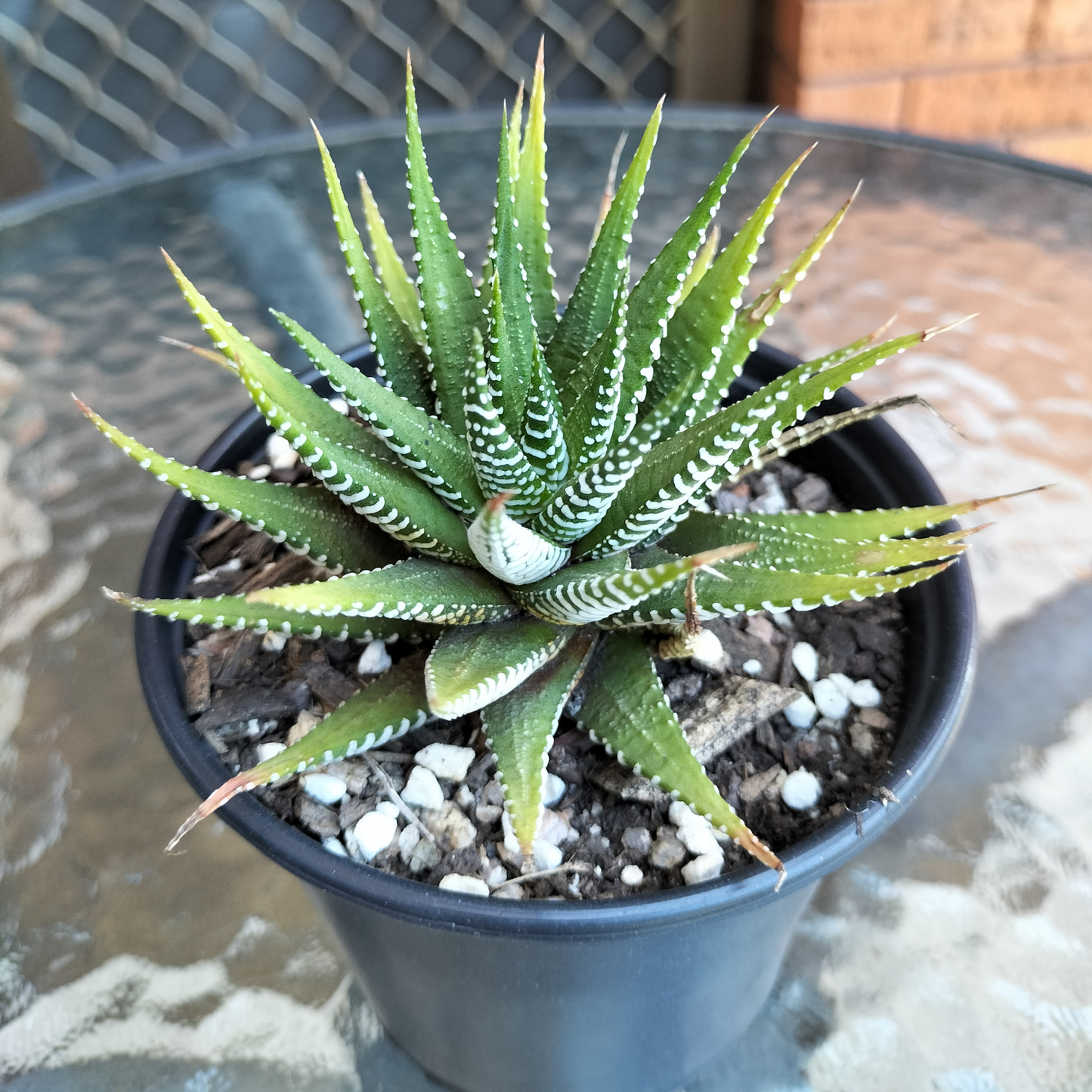 Haworthia attenuata 'Zebra'