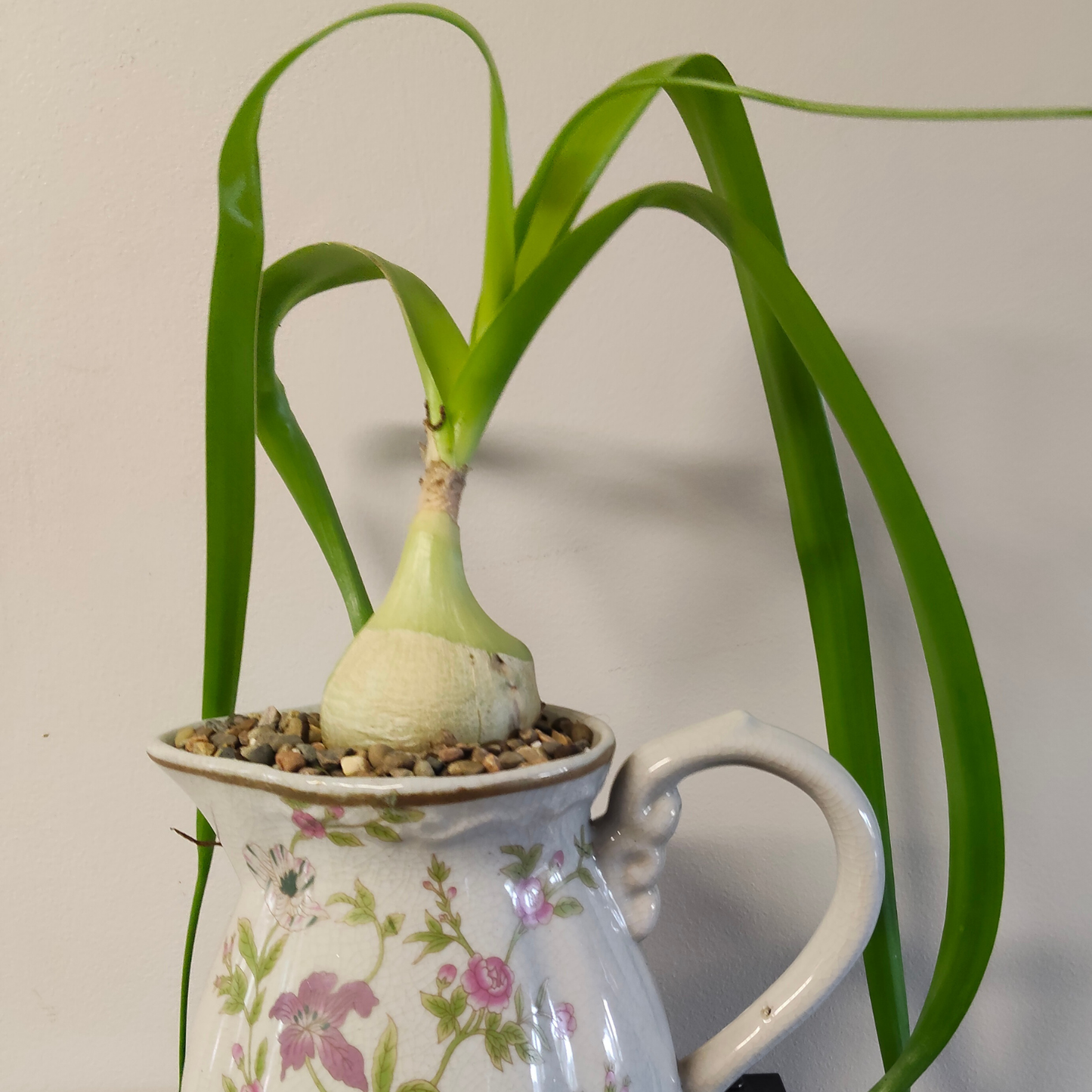 Albuca 'bracteata' (Pregnant Onion)