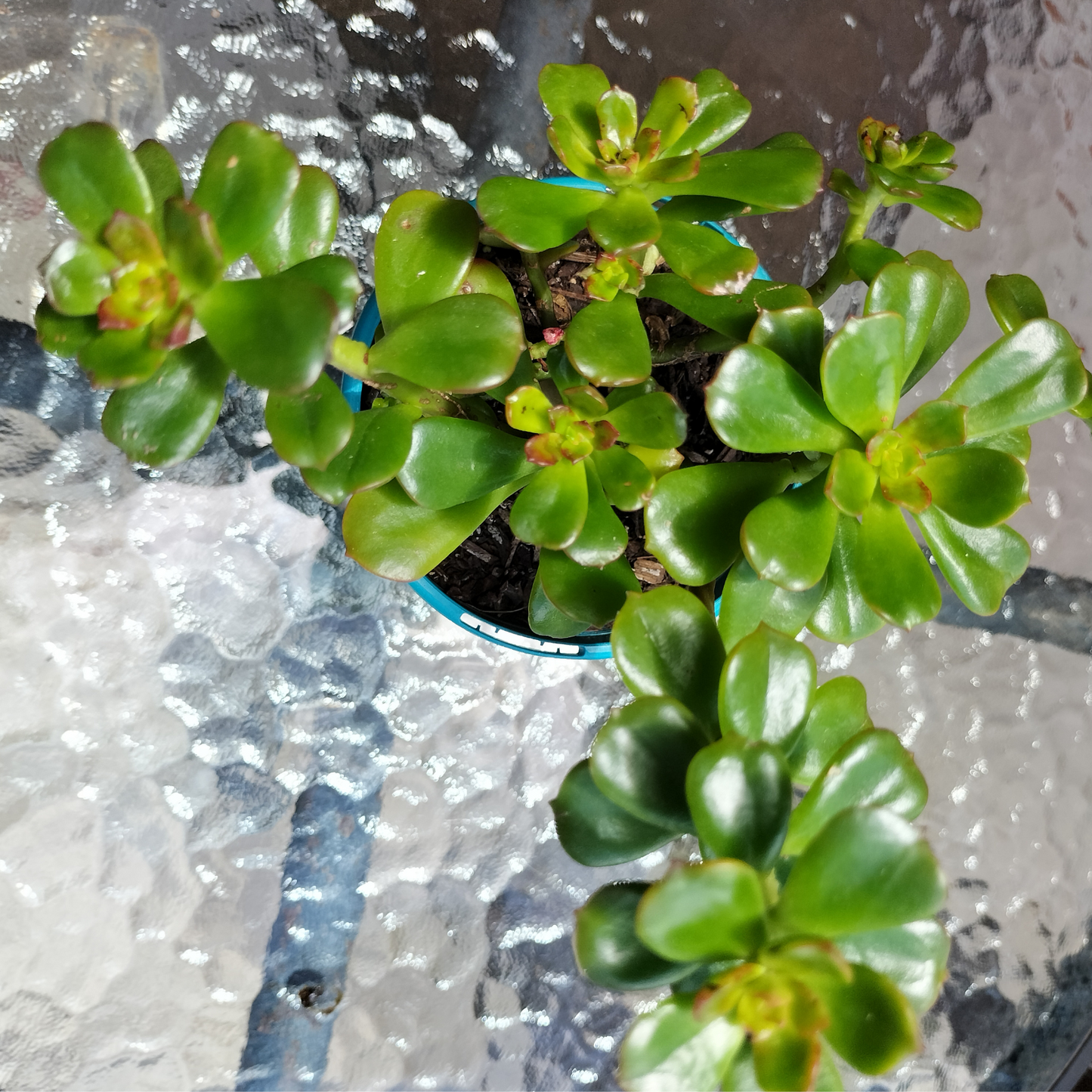 Echeveria 'Maulticaulis' (Copper Rose)