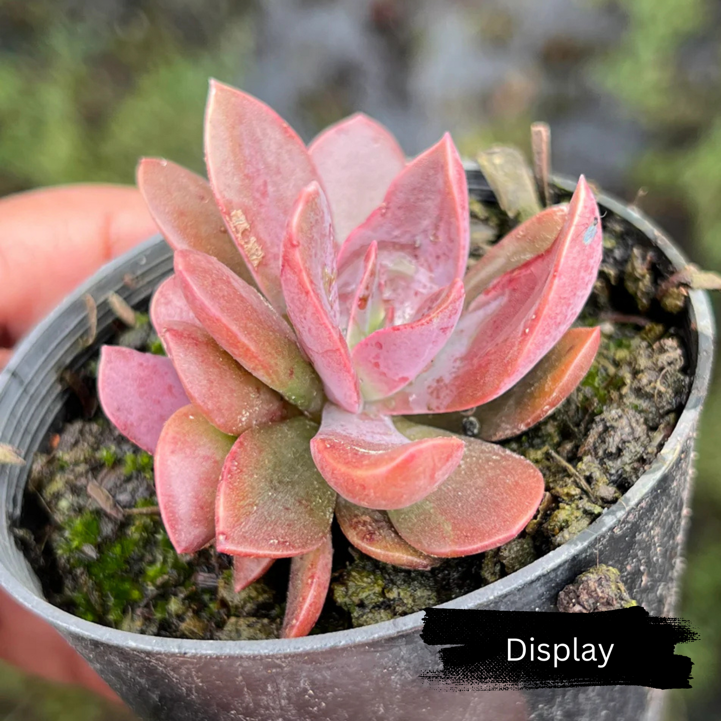 Echeveria 'Hanaikada'