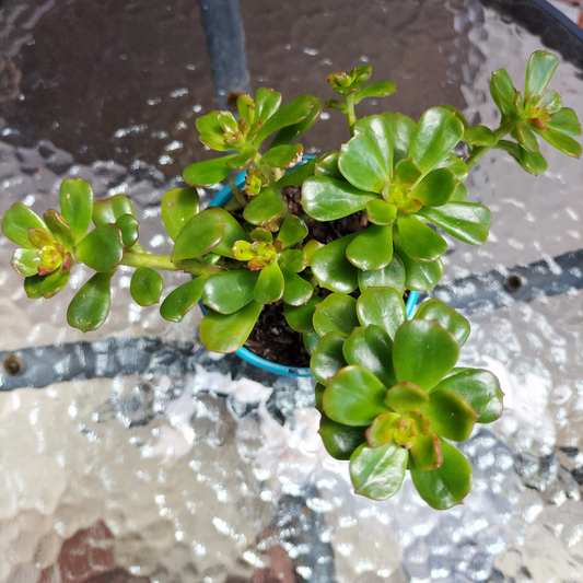 Echeveria 'Maulticaulis' (Copper Rose)