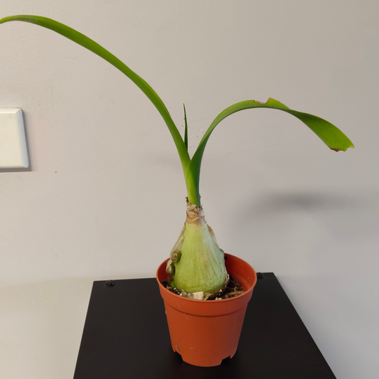 Albuca 'bracteata' (Pregnant Onion)