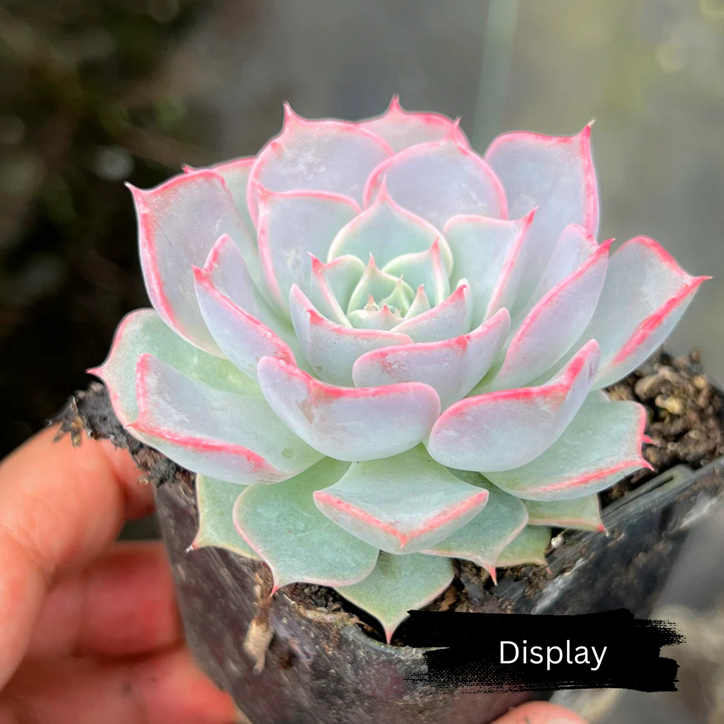 Echeveria 'Fiona's Choice'