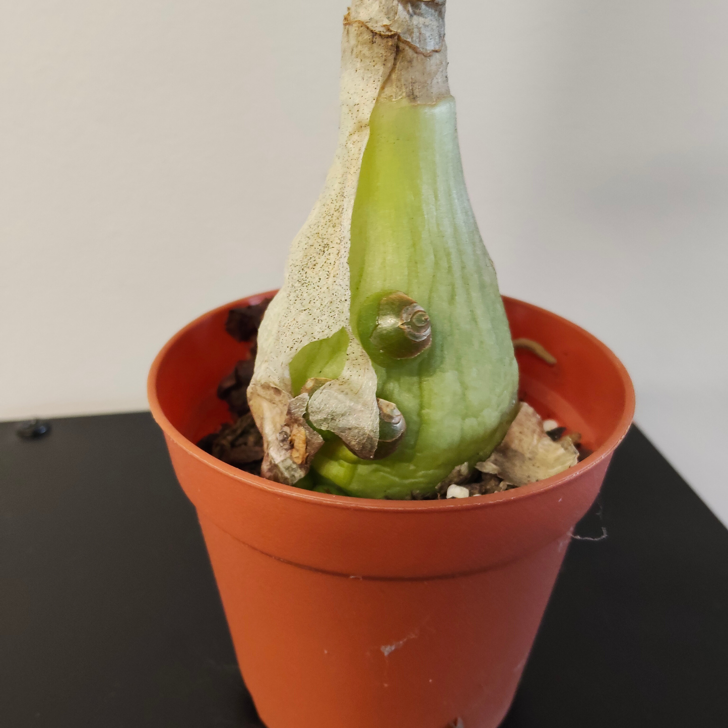 Albuca 'bracteata' (Pregnant Onion)