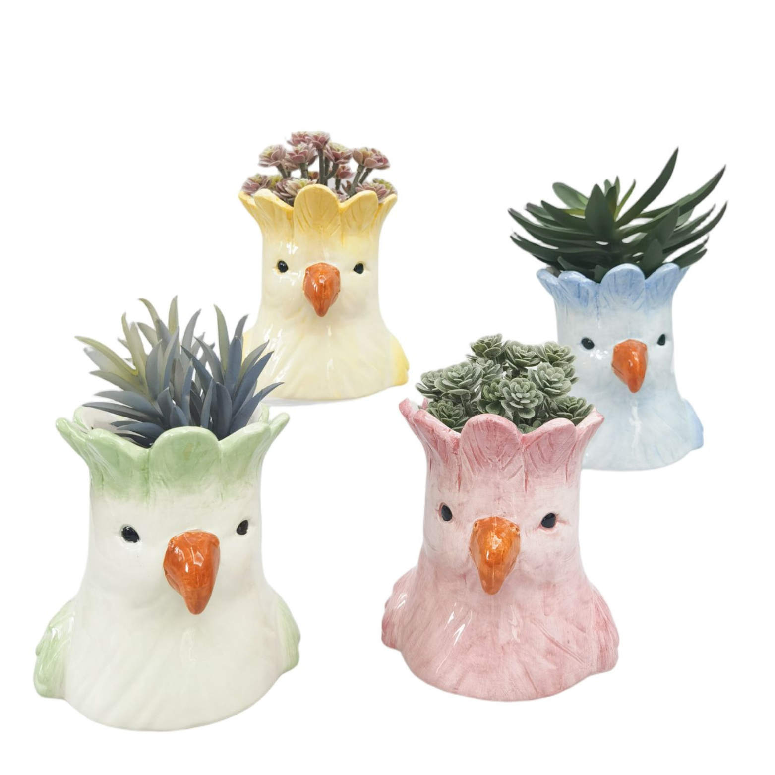 'Perdy Parrot' Planter – EmuPlainsSucculents