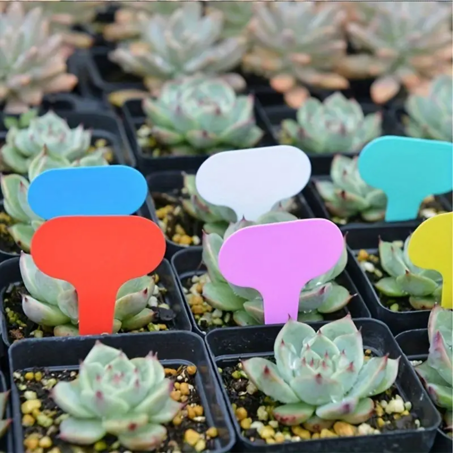 Reusable Plant Identification 'T' Tag Markers