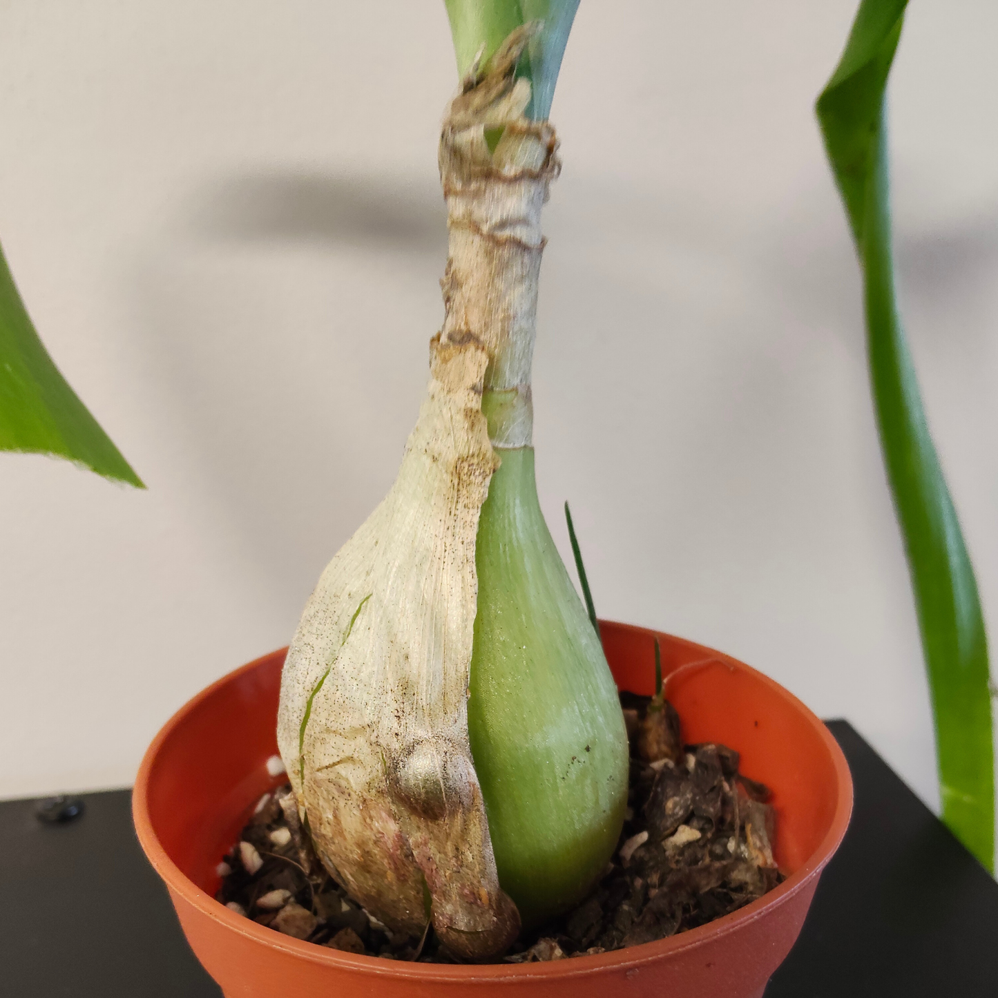 Albuca 'bracteata' (Pregnant Onion)