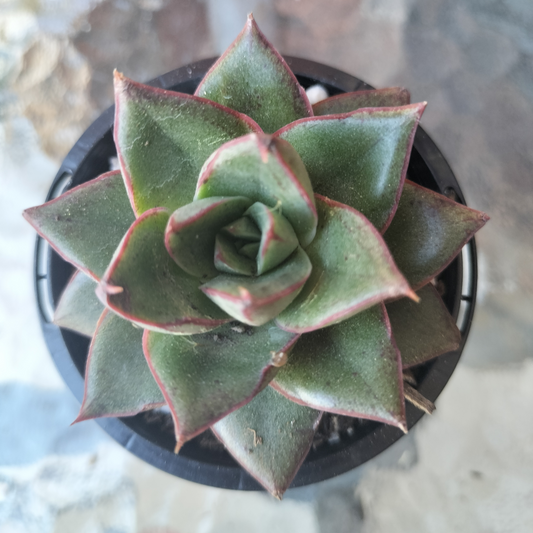Echeveria Dionysos Monokerotis