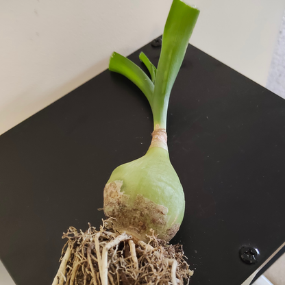 Albuca 'bracteata' (Pregnant Onion)