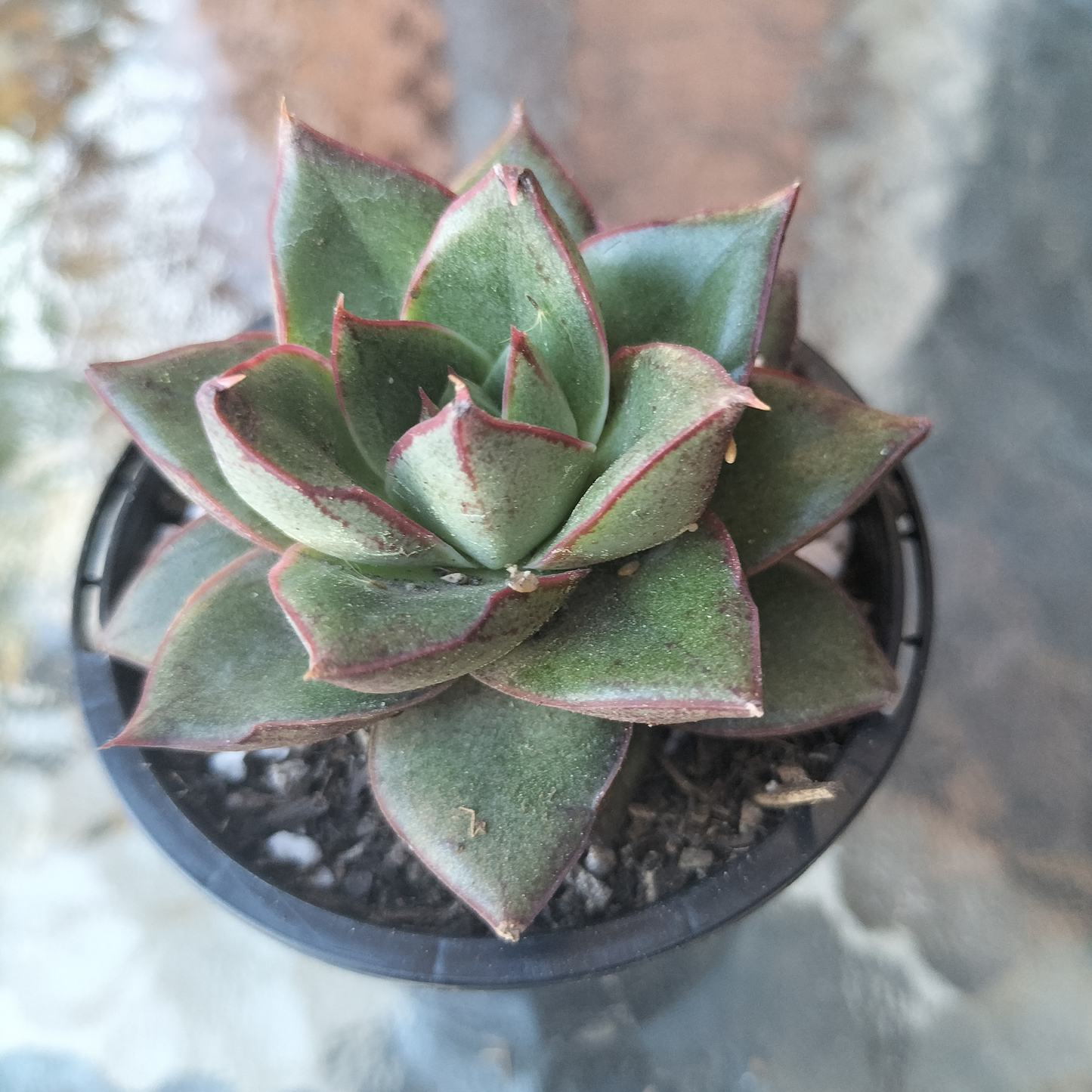 Echeveria Dionysos Monokerotis