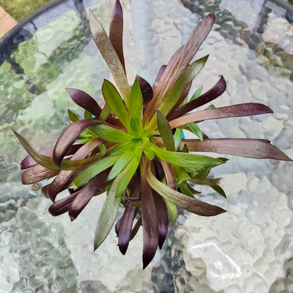 Aeonium Cornish Tribute