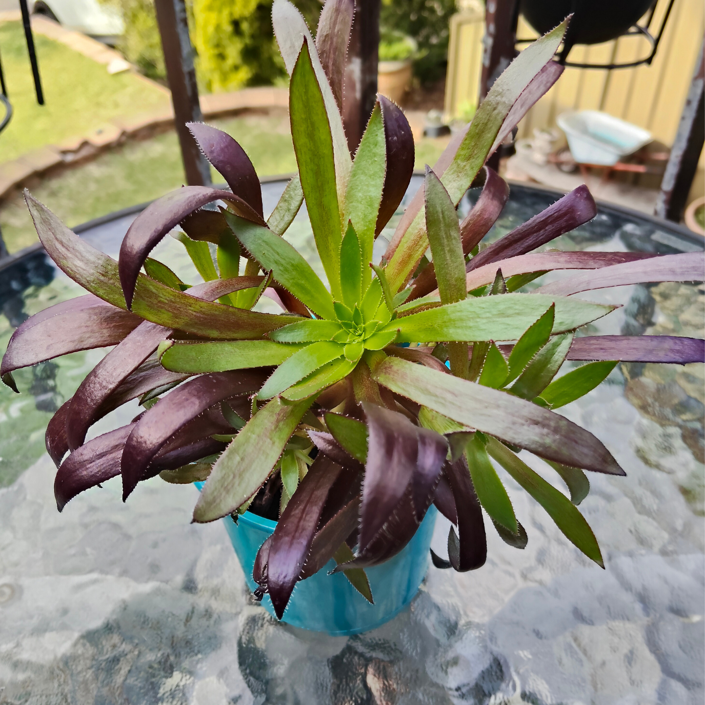 Aeonium Cornish Tribute