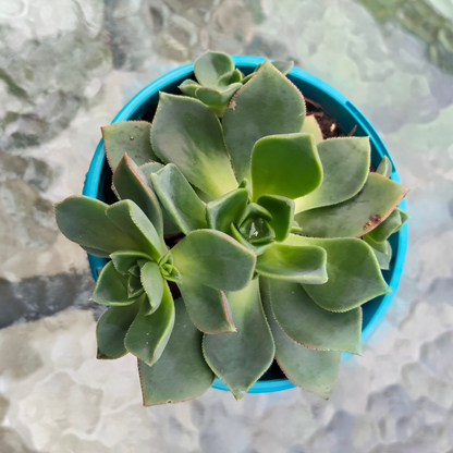 Aeonium Decorum Red Edge