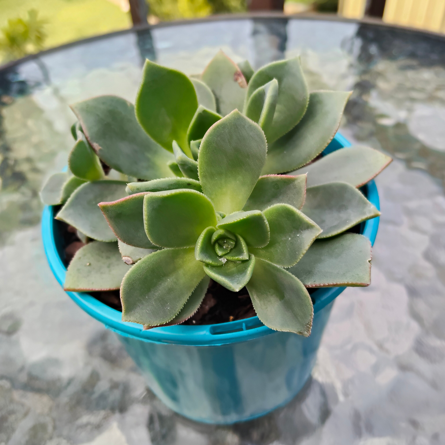 Aeonium Decorum Red Edge