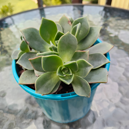 Aeonium Decorum Red Edge