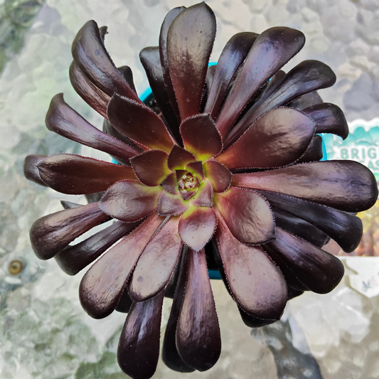 Aeonium Zwartkop