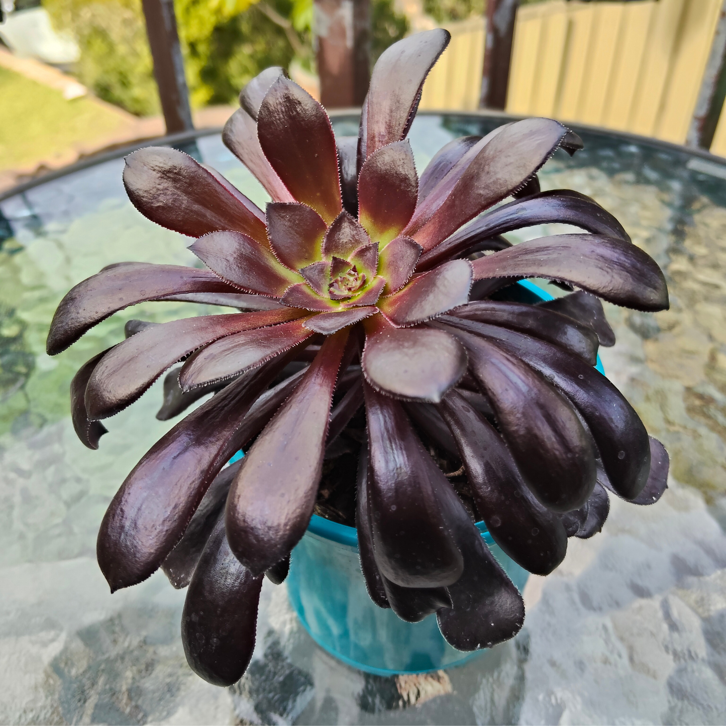 Aeonium Zwartkop