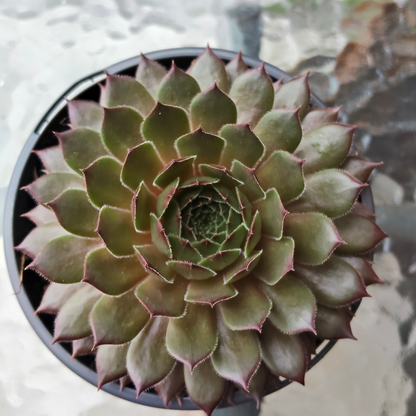Sempervivum 'Aglow'