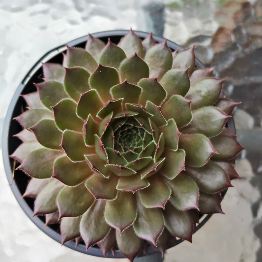 Sempervivum 'Aglow'