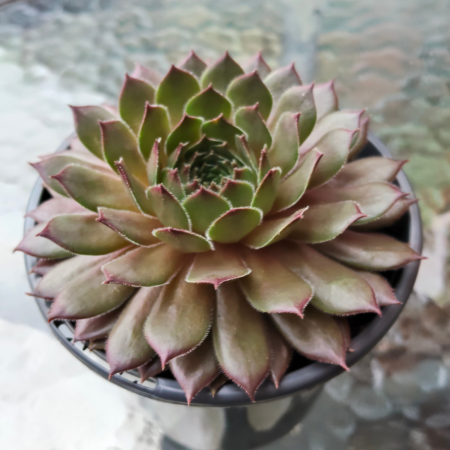 Sempervivum 'Aglow'