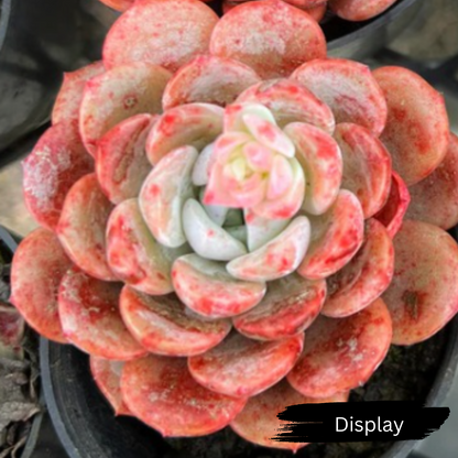 Echeveria 'Amanda'