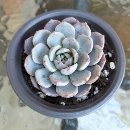Echeveria 'Amanda'