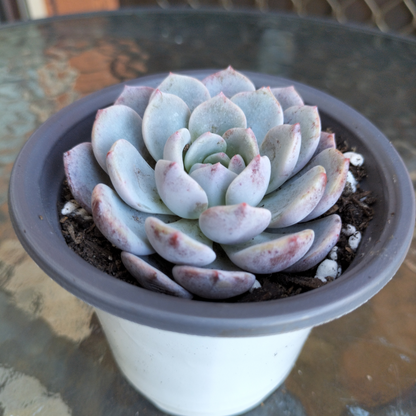 Echeveria 'Amanda'