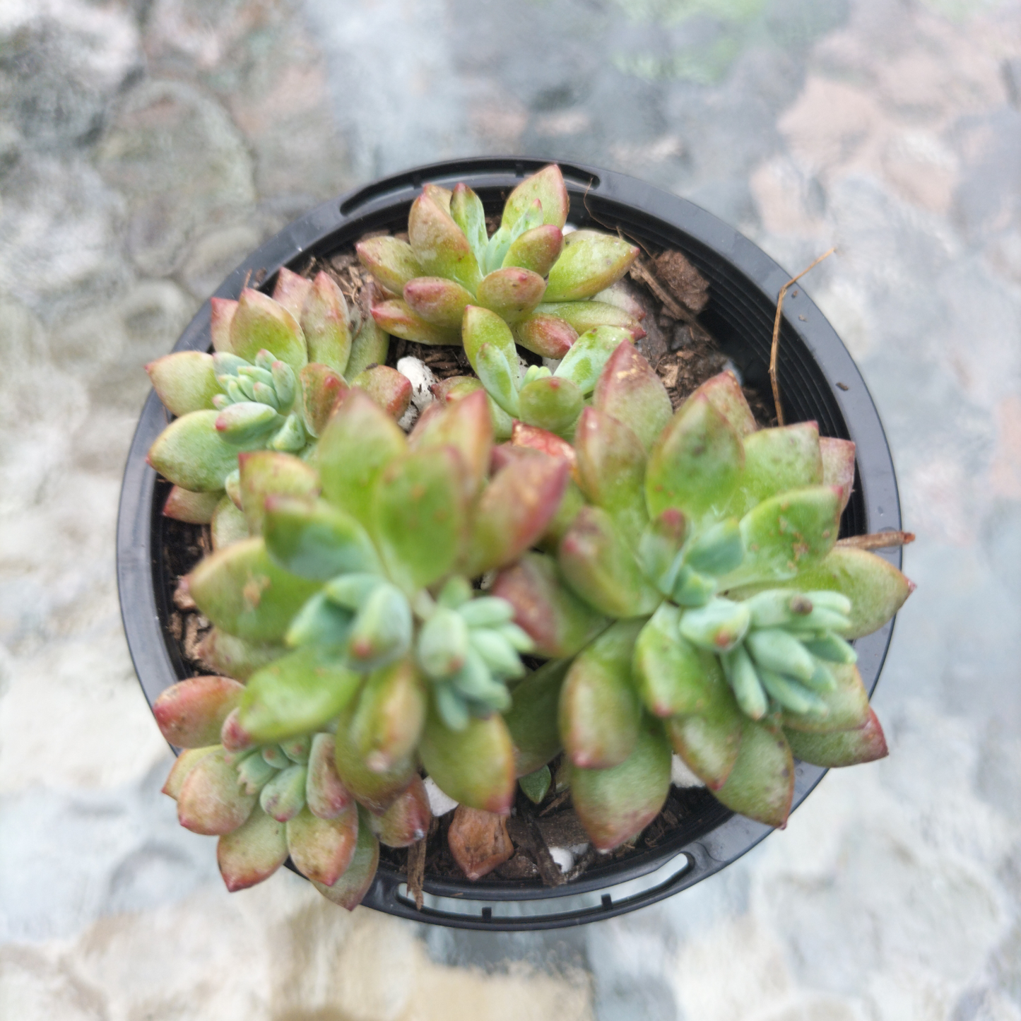Echeveria 'Amoena'