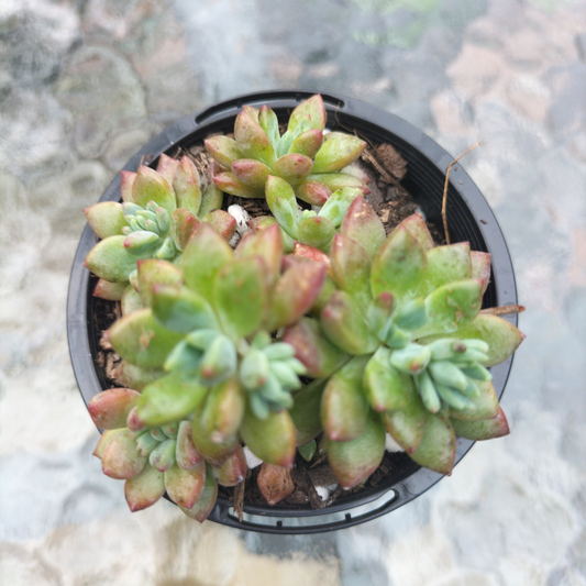 Echeveria 'Amoena'