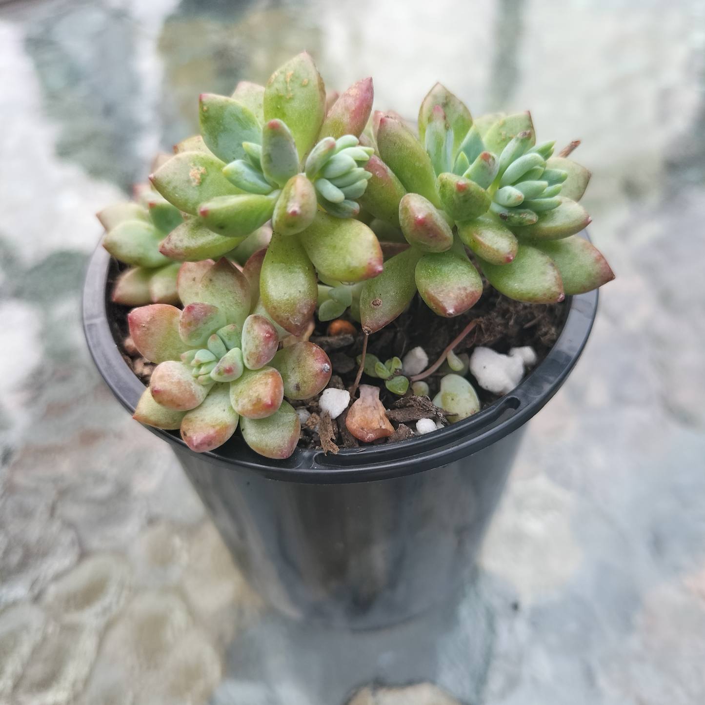 Echeveria 'Amoena'