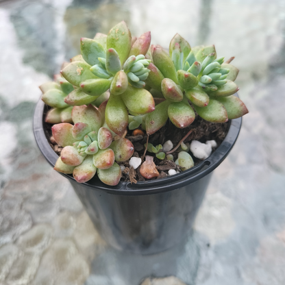 Echeveria 'Amoena'