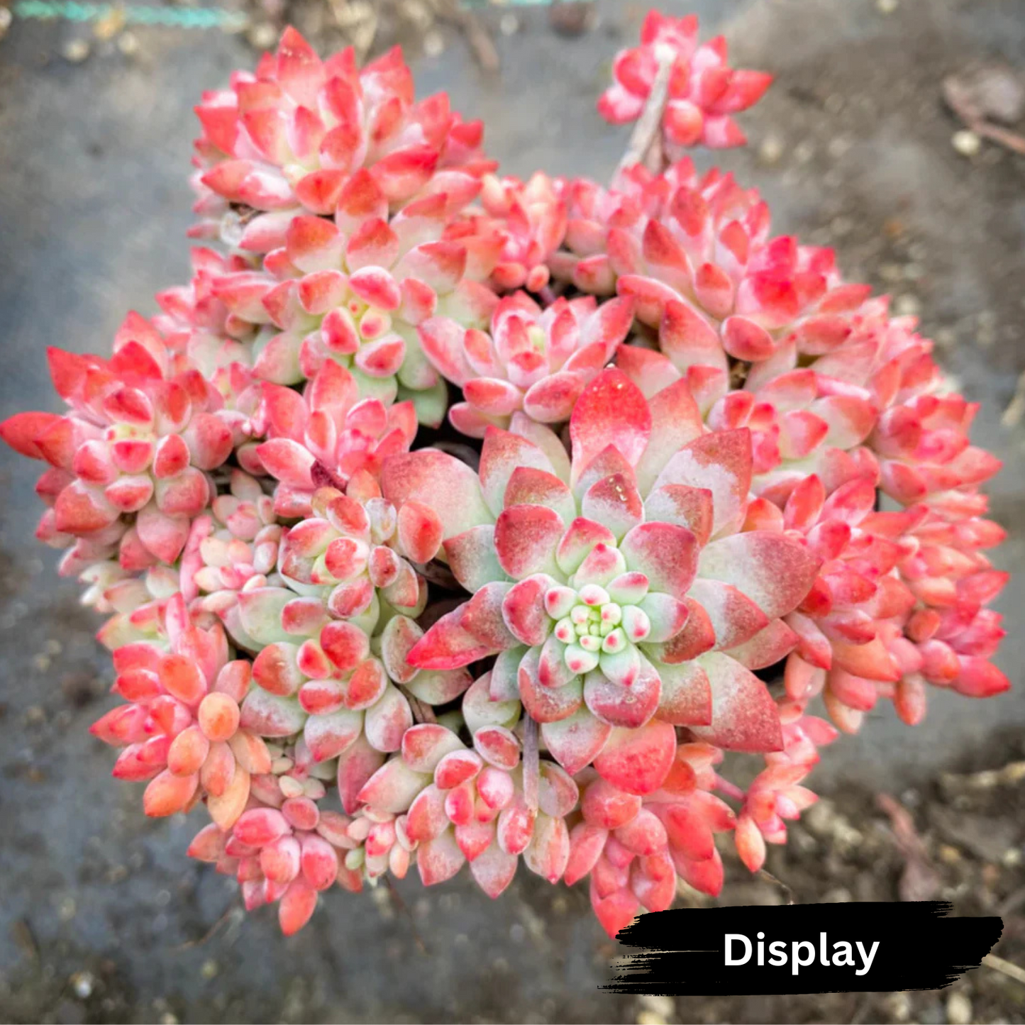 Echeveria 'Amoena'