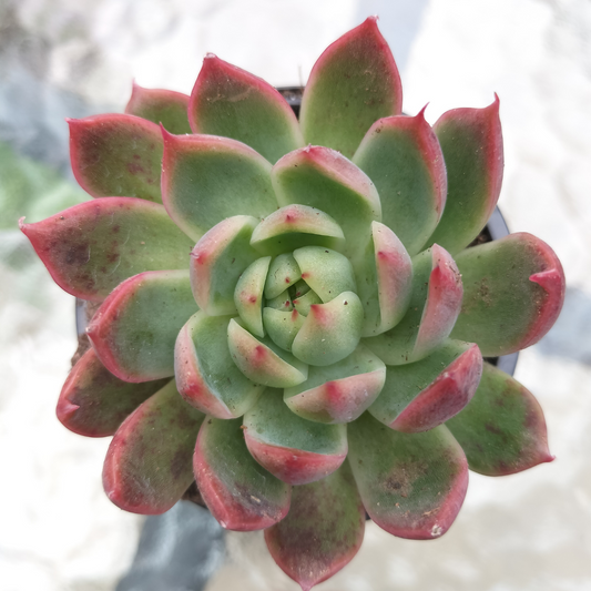 Echeveria 'Angela Star' (Korean)