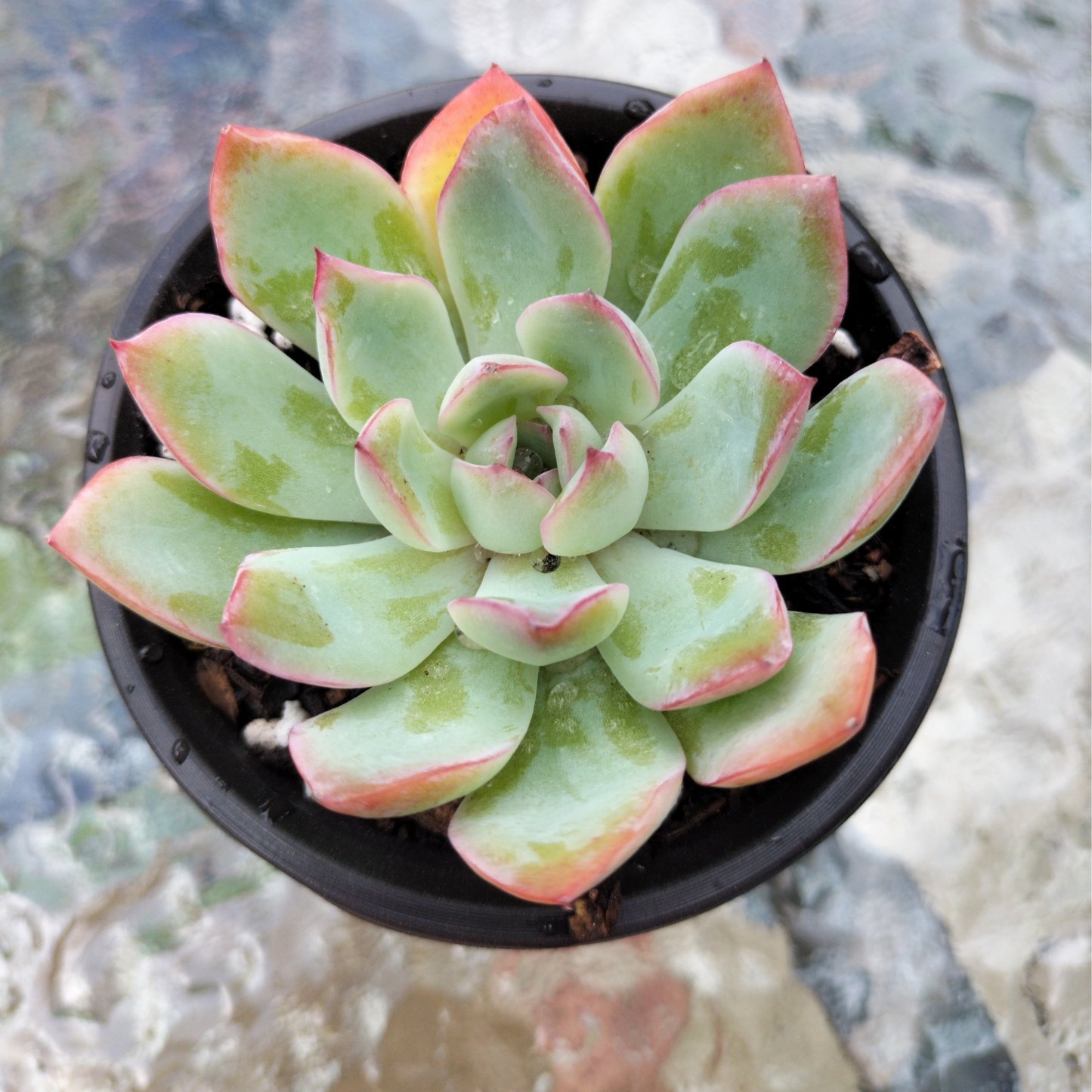 Echeveria 'Apus'