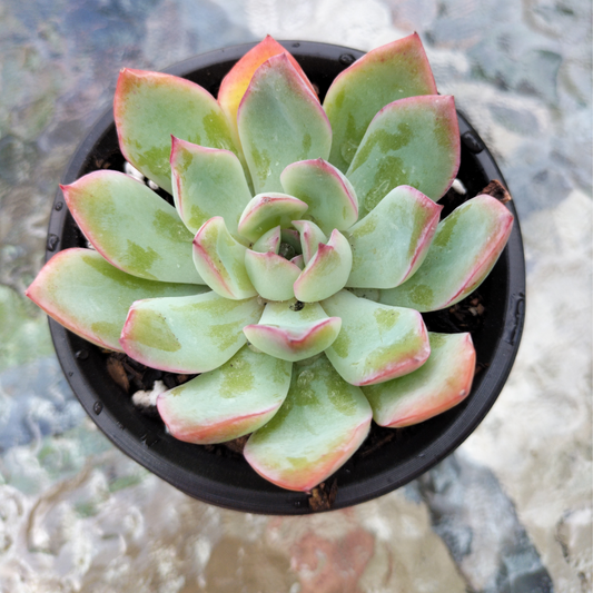 Echeveria 'Apus'
