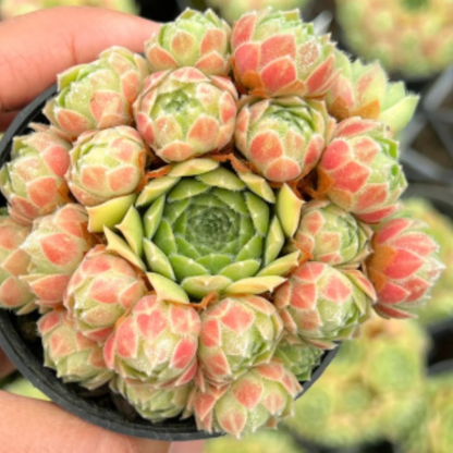 Sempervivum 'Atlanticum'