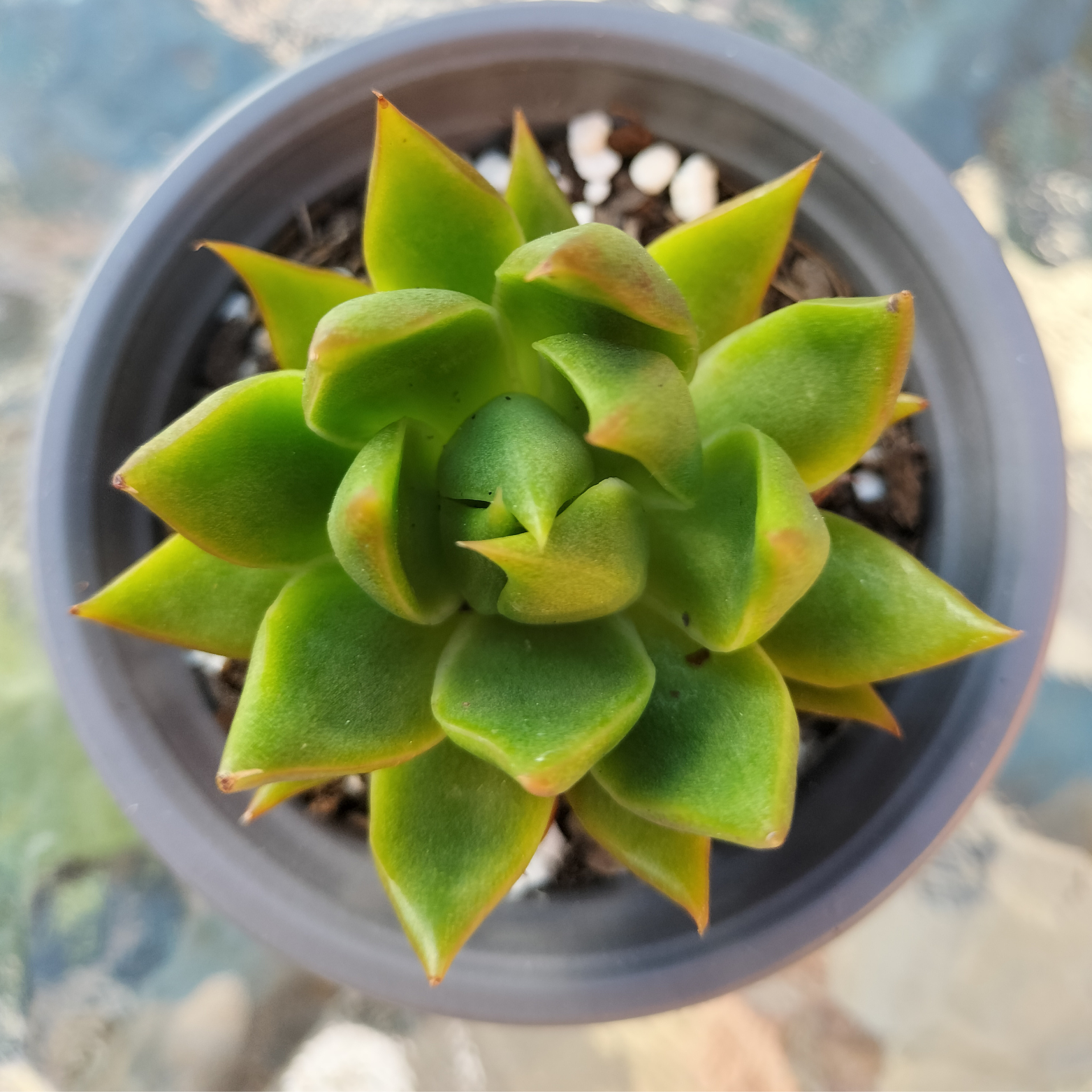 Echeveria 'Belato' – EmuPlainsSucculents