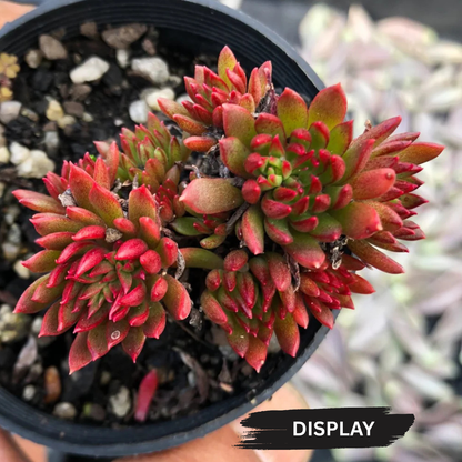 Echeveria 'Bella var. Bella' (Small)