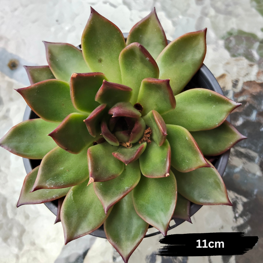 Echeveria 'Benimusume'