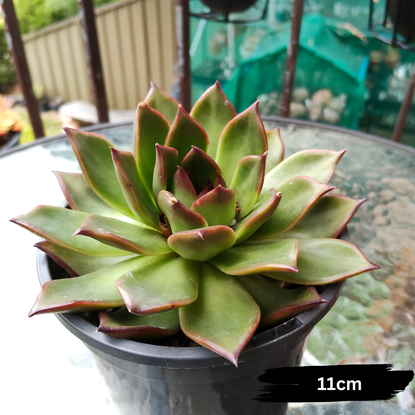 Echeveria 'Benimusume'