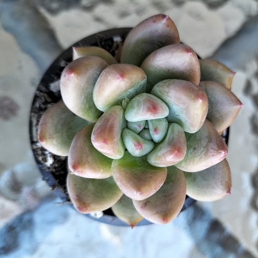 Echeveria 'Beris'