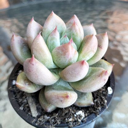 Echeveria 'Beris'