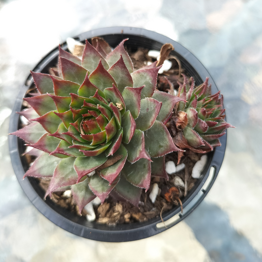 Sempervivum 'Berwick Red'