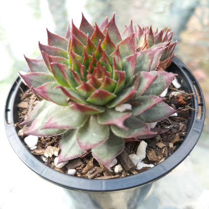 Sempervivum 'Berwick Red'