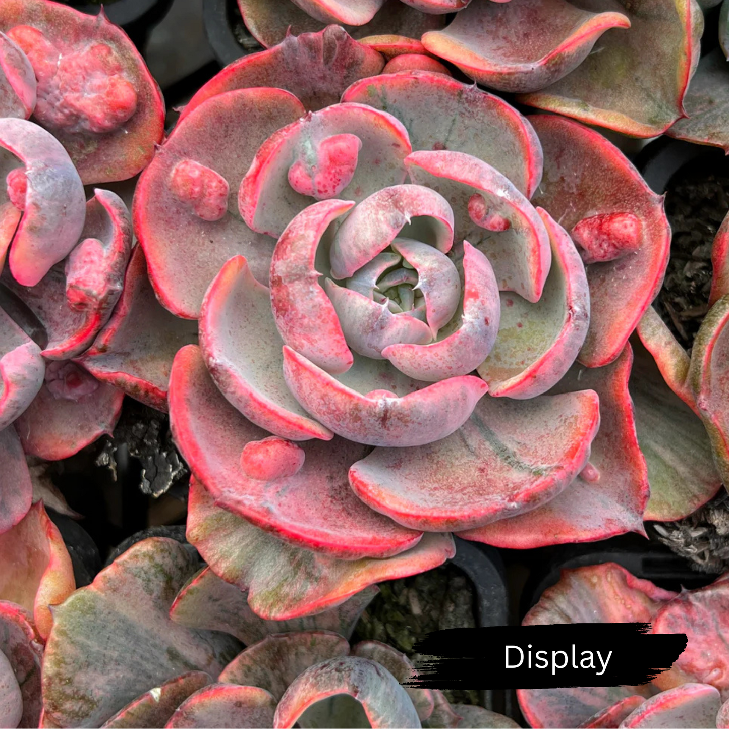 Echeveria 'Beyonce Rainbow' Variegated (Rare)