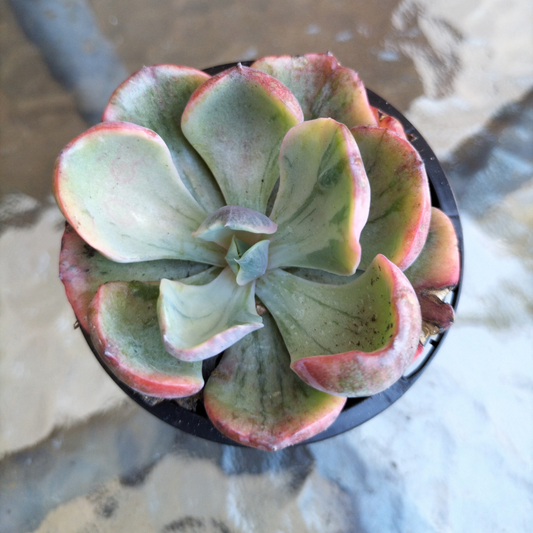 Echeveria 'Beyonce Rainbow' Variegated (Rare)